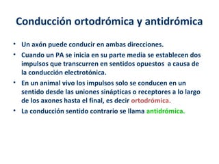 Conducción ortodrómica y antidrómica 
• Un axón puede conducir en ambas direcciones. 
• Cuando un PA se inicia en su parte media se establecen dos 
impulsos que transcurren en sentidos opuestos a causa de 
la conducción electrotónica. 
• En un animal vivo los impulsos solo se conducen en un 
sentido desde las uniones sinápticas o receptores a lo largo 
de los axones hasta el final, es decir ortodrómica. 
• La conducción sentido contrario se llama antidrómica. 
 