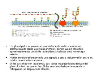 • Los glucolípidos se presentan probablemente en las membranas 
plasmáticas de todas las células animales, donde suelen constituir 
aproximadamente un 5% de las moléculas lipídicas de la monocapa 
exterior. 
• Varían considerablemente de una especie a otra e incluso varían entre los 
tejidos de una misma especie. 
• En las bacterias y en las plantas, casi todos los glucolípidos derivan del 
glicerol, mientras que en las células animales derivan siempre de la 
esfingosina, un largo amino alcohol. 
 