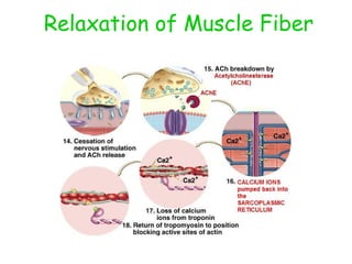 Relaxation of Muscle Fiber 
 