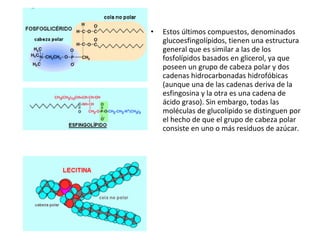 • Estos últimos compuestos, denominados 
glucoesfingolípidos, tienen una estructura 
general que es similar a las de los 
fosfolípidos basados en glicerol, ya que 
poseen un grupo de cabeza polar y dos 
cadenas hidrocarbonadas hidrofóbicas 
(aunque una de las cadenas deriva de la 
esfingosina y la otra es una cadena de 
ácido graso). Sin embargo, todas las 
moléculas de glucolípido se distinguen por 
el hecho de que el grupo de cabeza polar 
consiste en uno o más residuos de azúcar. 
 
