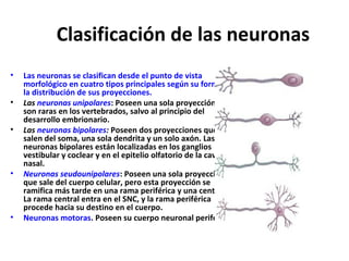 Clasificación de las neuronas 
• Las neuronas se clasifican desde el punto de vista 
morfológico en cuatro tipos principales según su forma y 
la distribución de sus proyecciones. 
• Las neuronas unipolares: Poseen una sola proyección y 
son raras en los vertebrados, salvo al principio del 
desarrollo embrionario. 
• Las neuronas bipolares: Poseen dos proyecciones que 
salen del soma, una sola dendrita y un solo axón. Las 
neuronas bipolares están localizadas en los ganglios 
vestibular y coclear y en el epitelio olfatorio de la cavidad 
nasal. 
• Neuronas seudounipolares: Poseen una sola proyección 
que sale del cuerpo celular, pero esta proyección se 
ramifica más tarde en una rama periférica y una central. 
La rama central entra en el SNC, y la rama periférica 
procede hacia su destino en el cuerpo. 
• Neuronas motoras. Poseen su cuerpo neuronal periférico 
 