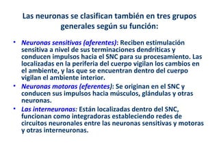 Las neuronas se clasifican también en tres grupos 
generales según su función: 
• Neuronas sensitivas (aferentes): Reciben estimulación 
sensitiva a nivel de sus terminaciones dendríticas y 
conducen impulsos hacia el SNC para su procesamiento. Las 
localizadas en la periferia del cuerpo vigilan los cambios en 
el ambiente, y las que se encuentran dentro del cuerpo 
vigilan el ambiente interior. 
• Neuronas motoras (eferentes): Se originan en el SNC y 
conducen sus impulsos hacia músculos, glándulas y otras 
neuronas. 
• Las interneuronas: Están localizadas dentro del SNC, 
funcionan como integradoras estableciendo redes de 
circuitos neuronales entre las neuronas sensitivas y motoras 
y otras interneuronas. 
 