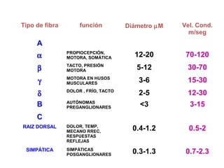 Tipo de fibra función Diámetro mM Vel. Cond. 
m/seg 
A 
a PROPIOCEPCIÓN, 
MOTORA, SOMÁTICA 12-20 70-120 
MOTORA 5-12 30-70 
b TACTO, PRESIÓN 
MUSCULARES 3-6 15-30 
g MOTORA EN HUSOS 
d DOLOR , FRÍO, TACTO 2-5 12-30 
B AUTÓNOMAS 
PREGANGLIONARES <3 3-15 
C 
RAIZ DORSAL DOLOR, TEMP, 
MECANO RREC, 
RESPUESTAS 
REFLEJAS 
0.4-1.2 0.5-2 
POSGANGLIONARES 0.3-1.3 0.7-2.3 
SIMPÁTICA SIMPÁTICAS 
 
