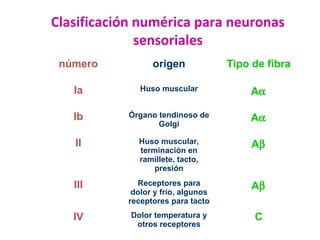 Clasificación numérica para neuronas 
sensoriales 
número origen Tipo de fibra 
Ia Huso muscular Aa 
Ib Órgano tendinoso de 
Golgi Aa 
II Huso muscular, 
terminación en 
ramillete, tacto, 
presión 
Ab 
III Receptores para 
dolor y frío, algunos 
receptores para tacto 
Ab 
IV Dolor temperatura y 
otros receptores C 
 