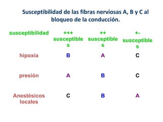 Susceptibilidad de las fibras nerviosas A, B y C al 
bloqueo de la conducción. 
susceptibilidad +++ 
susceptible 
s 
++ 
susceptible 
s 
+- 
susceptible 
s 
hipoxia B A C 
presión A B C 
Anestésicos 
locales 
C B A 
 