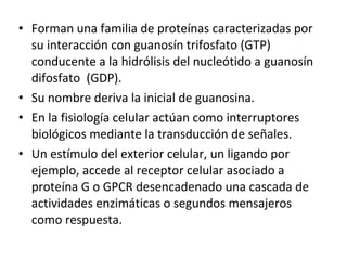 • Forman una familia de proteínas caracterizadas por 
su interacción con guanosín trifosfato (GTP) 
conducente a la hidrólisis del nucleótido a guanosín 
difosfato (GDP). 
• Su nombre deriva la inicial de guanosina. 
• En la fisiología celular actúan como interruptores 
biológicos mediante la transducción de señales. 
• Un estímulo del exterior celular, un ligando por 
ejemplo, accede al receptor celular asociado a 
proteína G o GPCR desencadenado una cascada de 
actividades enzimáticas o segundos mensajeros 
como respuesta. 
 