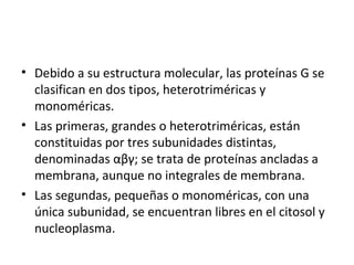 • Debido a su estructura molecular, las proteínas G se 
clasifican en dos tipos, heterotriméricas y 
monoméricas. 
• Las primeras, grandes o heterotriméricas, están 
constituidas por tres subunidades distintas, 
denominadas αβγ; se trata de proteínas ancladas a 
membrana, aunque no integrales de membrana. 
• Las segundas, pequeñas o monoméricas, con una 
única subunidad, se encuentran libres en el citosol y 
nucleoplasma. 
 