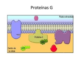 Proteínas G 
 
