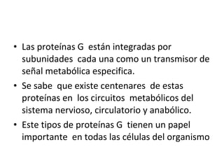 • Las proteínas G están integradas por 
subunidades cada una como un transmisor de 
señal metabólica especifica. 
• Se sabe que existe centenares de estas 
proteínas en los circuitos metabólicos del 
sistema nervioso, circulatorio y anabólico. 
• Este tipos de proteínas G tienen un papel 
importante en todas las células del organismo 
 