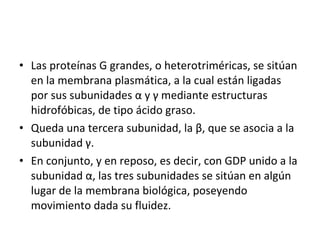 • Las proteínas G grandes, o heterotriméricas, se sitúan 
en la membrana plasmática, a la cual están ligadas 
por sus subunidades α y γ mediante estructuras 
hidrofóbicas, de tipo ácido graso. 
• Queda una tercera subunidad, la β, que se asocia a la 
subunidad γ. 
• En conjunto, y en reposo, es decir, con GDP unido a la 
subunidad α, las tres subunidades se sitúan en algún 
lugar de la membrana biológica, poseyendo 
movimiento dada su fluidez. 
 