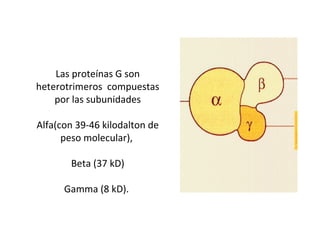 Las proteínas G son 
heterotrimeros compuestas 
por las subunidades 
Alfa(con 39-46 kilodalton de 
peso molecular), 
Beta (37 kD) 
Gamma (8 kD). 
 
