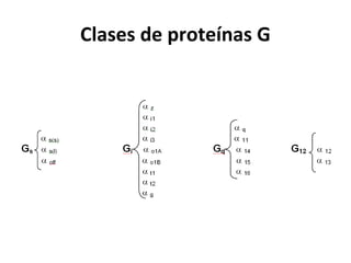 Clases de proteínas G 
 