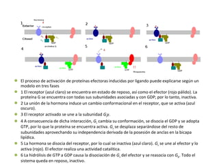  El proceso de activación de proteínas efectoras inducidas por ligando puede explicarse según un 
modelo en tres fases 
 1 El receptor (azul claro) se encuentra en estado de reposo, así como el efector (rojo pálido). La 
proteína G se encuentra con todas sus subunidades asociadas y con GDP; por lo tanto, inactiva. 
 2 La unión de la hormona induce un cambio conformacional en el receptor, que se activa (azul 
oscuro). 
 3 El receptor activado se une a la subunidad Gβγ. 
 4 A consecuencia de dicha interacción, Gα cambia su conformación, se disocia el GDP y se adopta 
GTP, por lo que la proteína se encuentra activa. Gα se desplaza separándose del resto de 
subunidades aprovechando su independencia derivada de la posesión de anclas en la bicapa 
lipídica. 
 5 La hormona se disocia del receptor, por lo cual se inactiva (azul claro). Gα se une al efector y lo 
activa (rojo). El efector realiza una actividad catalítica. 
 6 La hidrólisis de GTP a GDP causa la disociación de Gα del efector y se reasocia con Gβγ. Todo el 
sistema queda en reposo, inactivo. 
 