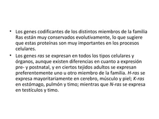 • Los genes codificantes de los distintos miembros de la familia 
Ras están muy conservados evolutivamente, lo que sugiere 
que estas proteínas son muy importantes en los procesos 
celulares. 
• Los genes ras se expresan en todos los tipos celulares y 
órganos, aunque existen diferencias en cuanto a expresión 
pre- y postnatal, y en ciertos tejidos adultos se expresan 
preferentemente uno u otro miembro de la familia. H-ras se 
expresa mayoritariamente en cerebro, músculo y piel; K-ras 
en estómago, pulmón y timo; mientras que N-ras se expresa 
en testículos y timo. 
 