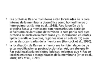 • Las proteínas Ras de mamíferos están localizadas en la cara 
interna de la membrana plasmática como homodímeros o 
heterodímeros (Santos et al., 1988). Para la unión de la 
proteína Ras a la membrana son necesarias una serie de 
señales moleculares que determinan la ruta por la cual esta 
proteína se ancla en la membrana y su localización en islotes 
lipídicos (rafts o caveolas, regiones ricas en colesterol) o en 
zonas desorganizadas de la membrana (Hancock et al., 1990). 
• la localización de Ras en la membrana también depende de 
estas modificaciones postraduccionales. Así, se sabe que H-Ras 
está localizada en islotes lipídicos, mientras que K-Ras se 
localiza en zonas desorganizadas de la membrana (Prior et al., 
2001; Roy et al., 1999). 
 
