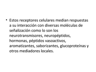 • Estos receptores celulares median respuestas 
a su interacción con diversas moléculas de 
señalización como lo son los 
neurotransmisores, neuropéptidos, 
hormonas, péptidos vasoactivos, 
aromatizantes, saborizantes, glucoproteínas y 
otros mediadores locales. 
 