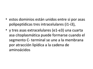 • estos dominios están unidos entre si por asas 
polipeptídicas tres intracelulares (i1-i3), 
• y tres asas extracelulares (e1-e3) una cuarta 
asa citoplasmática puede formarse cuando el 
segmento C- terminal se une a la membrana 
por atracción lipídica a la cadena de 
aminoácidos 
 