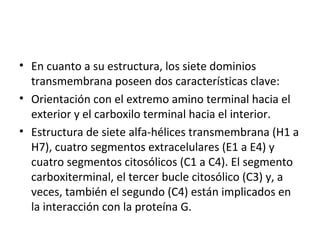 • En cuanto a su estructura, los siete dominios 
transmembrana poseen dos características clave: 
• Orientación con el extremo amino terminal hacia el 
exterior y el carboxilo terminal hacia el interior. 
• Estructura de siete alfa-hélices transmembrana (H1 a 
H7), cuatro segmentos extracelulares (E1 a E4) y 
cuatro segmentos citosólicos (C1 a C4). El segmento 
carboxiterminal, el tercer bucle citosólico (C3) y, a 
veces, también el segundo (C4) están implicados en 
la interacción con la proteína G. 
 