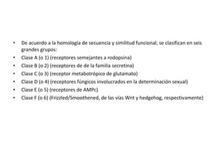 • De acuerdo a la homología de secuencia y similitud funcional, se clasifican en seis 
grandes grupos: 
• Clase A (o 1) (receptores semejantes a rodopsina) 
• Clase B (o 2) (receptores de de la familia secretina) 
• Clase C (o 3) (receptor metabotrópico de glutamato) 
• Clase D (o 4) (receptores fúngicos involucrados en la determinación sexual) 
• Clase E (o 5) (receptores de AMPc) 
• Clase F (o 6) (Frizzled/Smoothened, de las vías Wnt y hedgehog, respectivamente) 
 