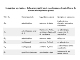 En cuanto a los efectores de las proteínas G, los de mamíferos pueden clasificarse de 
Clase GΑ Efector asociado Segundo mensajero Ejemplos de receptores 
Gsα Adenilil ciclasa Aumento de AMPc 
β-adrenérgico, 
glucagón, serotonina, 
vasopresina 
Giα 
Adenililciclasa, canal 
de K+ 
Disminución AMPc, 
cambio en el potencial 
de membrana 
α2-adrenérgico, 
muscarínico de 
acetilcolina 
Golfα Adenilil ciclasa Aumento AMPc Olfatorios 
Gqα Fosfolipasa C Aumento IP3, DAG α1-adrenérgico 
Goα Fosfolipasa C Aumento IP3, DAG Acetilcolina de células 
endoteliales 
GtΑ cGMP fosfodiesterasa Disminución cGMP 
Rodopsina de las 
células bastón 
acuerdo a los siguientes grupos 
 