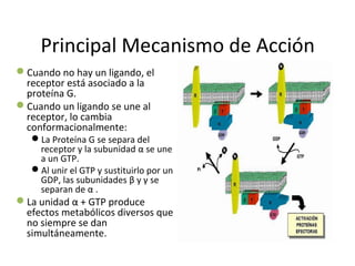 Principal Mecanismo de Acción 
Cuando no hay un ligando, el 
receptor está asociado a la 
proteína G. 
Cuando un ligando se une al 
receptor, lo cambia 
conformacionalmente: 
La Proteína G se separa del 
receptor y la subunidad α se une 
a un GTP. 
Al unir el GTP y sustituirlo por un 
GDP, las subunidades β y γ se 
separan de α . 
La unidad α + GTP produce 
efectos metabólicos diversos que 
no siempre se dan 
simultáneamente. 
 