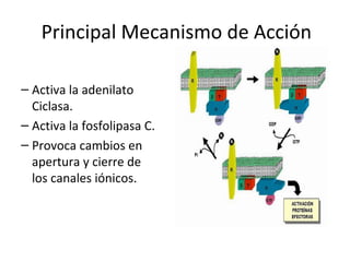Principal Mecanismo de Acción 
– Activa la adenilato 
Ciclasa. 
– Activa la fosfolipasa C. 
– Provoca cambios en 
apertura y cierre de 
los canales iónicos. 
 