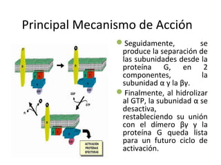 Principal Mecanismo de Acción 
Seguidamente, se 
produce la separación de 
las subunidades desde la 
proteína G, en 2 
componentes, la 
subunidad α y la βγ. 
Finalmente, al hidrolizar 
al GTP, la subunidad α se 
desactiva, 
restableciendo su unión 
con el dímero βγ y la 
proteína G queda lista 
para un futuro ciclo de 
activación. 
 