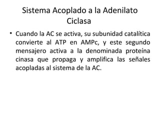 Sistema Acoplado a la Adenilato 
Ciclasa 
• Cuando la AC se activa, su subunidad catalítica 
convierte al ATP en AMPc, y este segundo 
mensajero activa a la denominada proteína 
cinasa que propaga y amplifica las señales 
acopladas al sistema de la AC. 
 