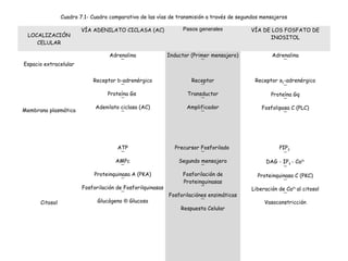 Cuadro 7.1- Cuadro comparativo de las vías de transmisión a través de segundos mensajeros 
LOCALIZACIÓN 
CELULAR 
VÍA ADENILATO CICLASA (AC) Pasos generales VÍA DE LOS FOSFATO DE 
INOSITOL 
Espacio extracelular 
Adrenalina 
¯ 
Inductor (Primer mensajero) 
¯ 
Adrenalina 
¯ 
Membrana plasmática 
Receptor b-adrenérgico 
¯ 
Proteína Gs 
¯ 
Adenilato ciclasa (AC) 
¯ 
Receptor 
¯ 
Transductor 
¯ 
Amplificador 
¯ 
Receptor a1-adrenérgico 
¯ 
Proteína Gq 
¯ 
Fosfolipasa C (PLC) 
¯ 
Citosol 
ATP 
¯ 
AMPc 
¯ 
Proteinquinasa A (PKA) 
¯ 
Fosforilación de Fosforilquinasas 
¯ 
Glucógeno ® Glucosa 
Precursor Fosforilado 
¯ 
Segundo mensajero 
¯ 
Fosforilación de 
Proteinquinasas 
¯ 
Fosforilaciónes enzimáticas 
¯ 
Respuesta Celular 
PIP2 
¯ 
DAG - IP3 - Ca2+ 
¯ 
Proteinquinasa C (PKC) 
¯ 
Liberación de Ca2+ al citosol 
¯ 
Vasoconstricción 
 
