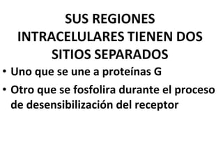 • Uno que se une a proteínas G 
• Otro que se fosfolira durante el proceso 
de desensibilización del receptor 
 