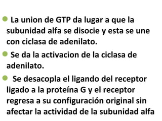 La union de GTP da lugar a que la 
subunidad alfa se disocie y esta se une 
con ciclasa de adenilato. 
Se da la activacion de la ciclasa de 
adenilato. 
 Se desacopla el ligando del receptor 
ligado a la proteína G y el receptor 
regresa a su configuración original sin 
afectar la actividad de la subunidad alfa 
 