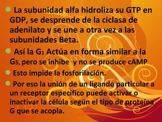 La subunidad alfa hidroliza su GTP en 
GDP, se desprende de la ciclasa de 
adenilato y se une a otra vez a las 
subunidades Beta. 
Así la G1 Actúa en forma similar a la 
G5, pero se inhibe y no se produce cAMP 
Esto impide la fosforilación. 
Por eso la unión de un ligando particular a 
un receptor especifico puede activar o 
inactivar la célula según el tipo de proteína 
G que se acopla. 
 