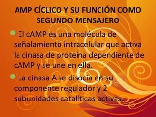 AMP CÍCLICO Y SU FUNCIÓN COMO 
SEGUNDO MENSAJERO 
El cAMP es una molécula de 
señalamiento intracelular que activa 
la cinasa de proteína dependiente de 
cAMP y se une en ella. 
La cinasa A se disocia en su 
componente regulador y 2 
subunidades catalíticas activas. 
 