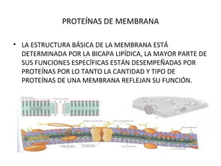 PROTEÍNAS DE MEMBRANA 
• LA ESTRUCTURA BÁSICA DE LA MEMBRANA ESTÁ 
DETERMINADA POR LA BICAPA LIPÍDICA, LA MAYOR PARTE DE 
SUS FUNCIONES ESPECÍFICAS ESTÁN DESEMPEÑADAS POR 
PROTEÍNAS POR LO TANTO LA CANTIDAD Y TIPO DE 
PROTEÍNAS DE UNA MEMBRANA REFLEJAN SU FUNCIÓN. 
 