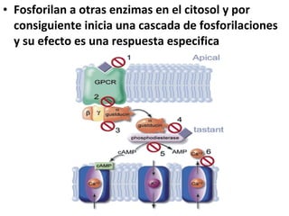 • Fosforilan a otras enzimas en el citosol y por 
consiguiente inicia una cascada de fosforilaciones 
y su efecto es una respuesta especifica 
 