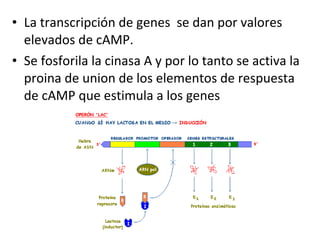 • La transcripción de genes se dan por valores 
elevados de cAMP. 
• Se fosforila la cinasa A y por lo tanto se activa la 
proina de union de los elementos de respuesta 
de cAMP que estimula a los genes 
 