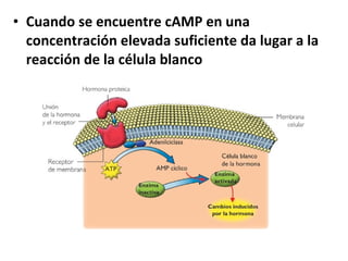 • Cuando se encuentre cAMP en una 
concentración elevada suficiente da lugar a la 
reacción de la célula blanco 
 