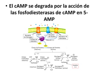 • El cAMP se degrada por la acción de 
las fosfodiesterasas de cAMP en 5- 
AMP 
 