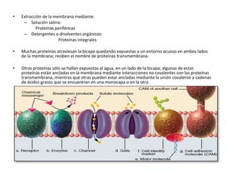 • Extracción de la membrana mediante: 
– Solución salina: 
Proteínas periféricas 
– Detergentes o disolventes orgánicos: 
Proteínas integrales 
• Muchas proteínas atraviesan la bicapa quedando expuestas a un entorno acuoso en ambos lados 
de la membrana; reciben el nombre de proteínas transmembrana. 
• Otras proteínas sólo se hallan expuestas al agua, en un lado de la bicapa; algunas de estas 
proteínas están ancladas en la membrana mediante interacciones no covalentes con las proteínas 
transmembrana, mientras que otras pueden estar ancladas mediante la unión covalente a cadenas 
de ácidos grasos que se encuentran en una monocapa o en la otra. 
 