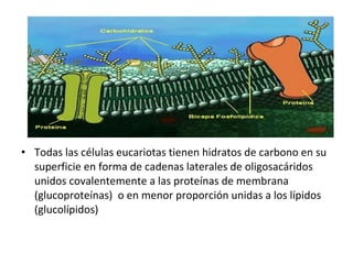 • Todas las células eucariotas tienen hidratos de carbono en su 
superficie en forma de cadenas laterales de oligosacáridos 
unidos covalentemente a las proteínas de membrana 
(glucoproteínas) o en menor proporción unidas a los lípidos 
(glucolípidos) 
 