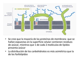 • Se cree que la mayoría de las proteínas de membrana que se 
hallan expuestas en la superficie celular contienen residuos 
de azúcar, mientras que 1 de cada 2 moléculas de lípidos 
presenta azúcar 
• La distribución de los carbohidratos es más asimétrica que la 
de los fosfolípidos 
 