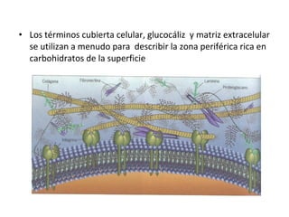 • Los términos cubierta celular, glucocáliz y matriz extracelular 
se utilizan a menudo para describir la zona periférica rica en 
carbohidratos de la superficie 
 