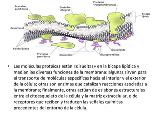 • Las moléculas protéicas están «disueltas» en la bicapa lipídica y 
median las diversas funciones de la membrana: algunas sirven para 
el transporte de moléculas específicas hacia el interior y el exterior 
de la célula; otras son enzimas que catalizan reacciones asociadas a 
la membrana; finalmente, otras actúan de eslabones estructurales 
entre el citoesqueleto de la célula y la matriz extracelular, o de 
receptores que reciben y traducen las señales químicas 
procedentes del entorno de la célula. 
 