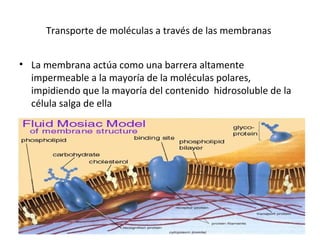 Transporte de moléculas a través de las membranas 
• La membrana actúa como una barrera altamente 
impermeable a la mayoría de la moléculas polares, 
impidiendo que la mayoría del contenido hidrosoluble de la 
célula salga de ella 
 