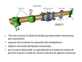 • Por esto mismos la célula ha tenido que desarrollar mecanismos 
que le permitan: 
• expulsar de su interior los desechos del metabolismo 
• adquirir nutrientes del líquido extracelular, 
• por lo cual se desarrolló la capacidad de la membrana celular de 
permitir el paso o salida de manera selectiva de algunas sustancias 
 