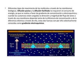 • Diferentes tipos de movimiento de las moléculas a través de las membranas 
biológicas. Difusión pasiva y la difusión facilitada no requieren el consumo de 
energía, ya que se realiza a favor de gradiente de concentración o electroquímico; 
cuando las sustancias están cargadas la dirección y magnitud del flujo de iones a 
través de una membrana depende tanto de la diferencia de concentración y de la 
diferencia eléctrica a través de ella, estas dos fuerzas son por ello colectivamente 
conocidas como gradiente electroquímico. 
 