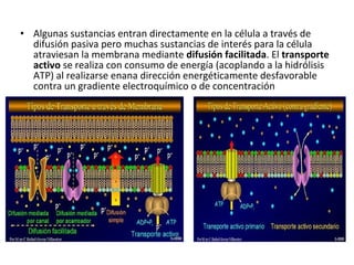 • Algunas sustancias entran directamente en la célula a través de 
difusión pasiva pero muchas sustancias de interés para la célula 
atraviesan la membrana mediante difusión facilitada. El transporte 
activo se realiza con consumo de energía (acoplando a la hidrólisis 
ATP) al realizarse enana dirección energéticamente desfavorable 
contra un gradiente electroquímico o de concentración 
 