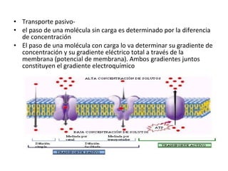 • Transporte pasivo- 
• el paso de una molécula sin carga es determinado por la diferencia 
de concentración 
• El paso de una molécula con carga lo va determinar su gradiente de 
concentración y su gradiente eléctrico total a través de la 
membrana (potencial de membrana). Ambos gradientes juntos 
constituyen el gradiente electroquímico 
 