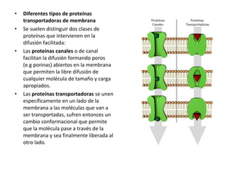 • Diferentes tipos de proteínas 
transportadoras de membrana 
• Se suelen distinguir dos clases de 
proteínas que intervienen en la 
difusión facilitada: 
• Las proteínas canales o de canal 
facilitan la difusión formando poros 
(e.g porinas) abiertos en la membrana 
que permiten la libre difusión de 
cualquier molécula de tamaño y carga 
apropiados. 
• Las proteínas transportadoras se unen 
específicamente en un lado de la 
membrana a las moléculas que van a 
ser transportadas, sufren entonces un 
cambio conformacional que permite 
que la molécula pase a través de la 
membrana y sea finalmente liberada al 
otro lado. 
 