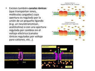 • Existen también canales iónicos 
(que transportan iones, 
moléculas cargadas) cuya 
apertura es regulada por la 
unión de un pequeño ligando 
(e.g. un neurotransmisor, 
acetilcolina) o con una apertura 
regulada por cambios en el 
voltaje eléctrico (canales 
iónicos regulados por voltaje 
para cationes, etc…). 
 